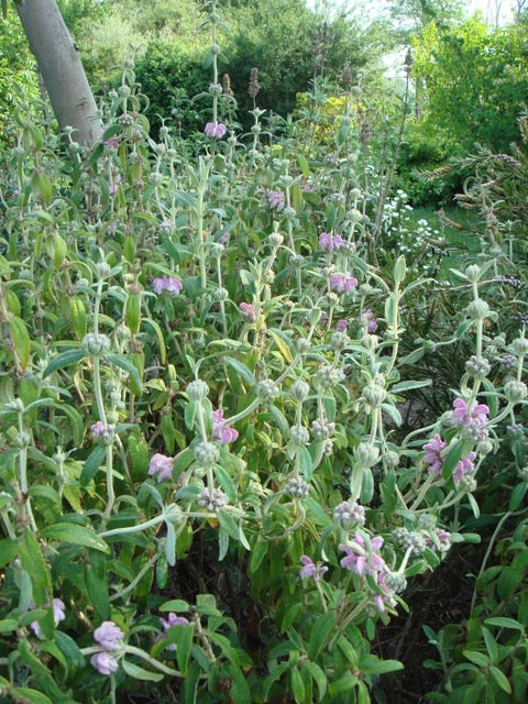 Phlomis italica P4